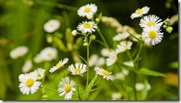 margaritas flores (3)