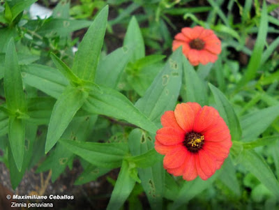 Flor de papel (Zinnia peruviana)