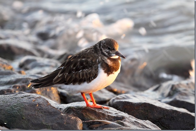 turnstone