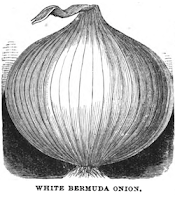 Drawing of a Bermuda onion