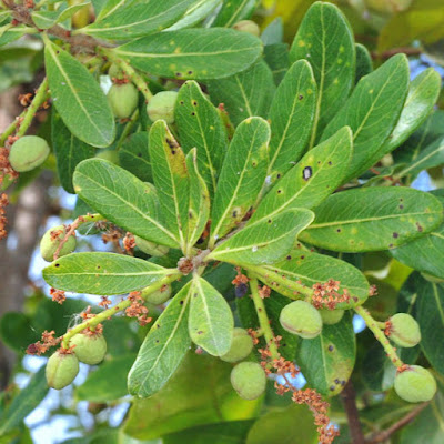 ต้นไม้: ลุมไซย (ธนนไชย) ลักษณะ ประโยชน์ อาหาร สมุนไพร