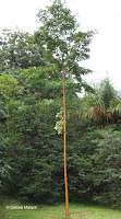 Yellow bark eucalyptus - Ho'omaluhia Botanical Garden, Kaneohe, HI
