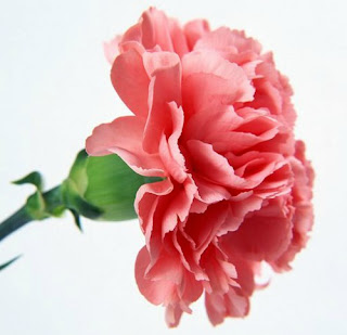 http://www.wallcoo.net/flower/carnation_flowers_mothers_day/