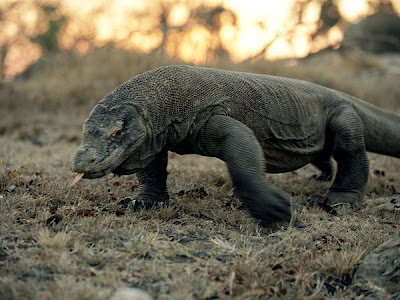 komodo dragon