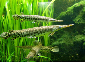 cara-memelihara-ikan-aligator.jpg