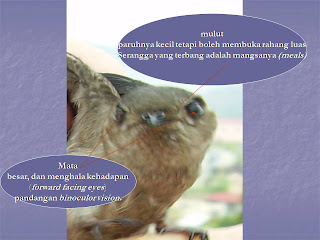 Khasiat-harga-butget-plan rumah.burung walet. (JPV 