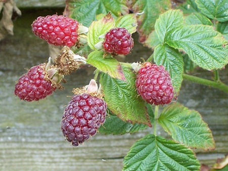 Loganberries