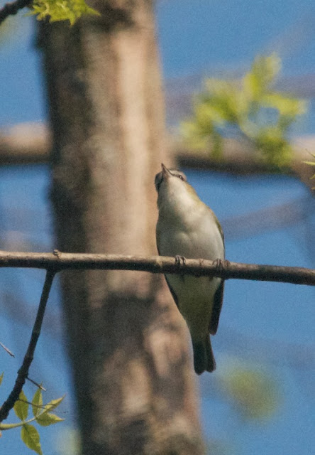 Red-eyed Vireo (Vireo olivaceus)