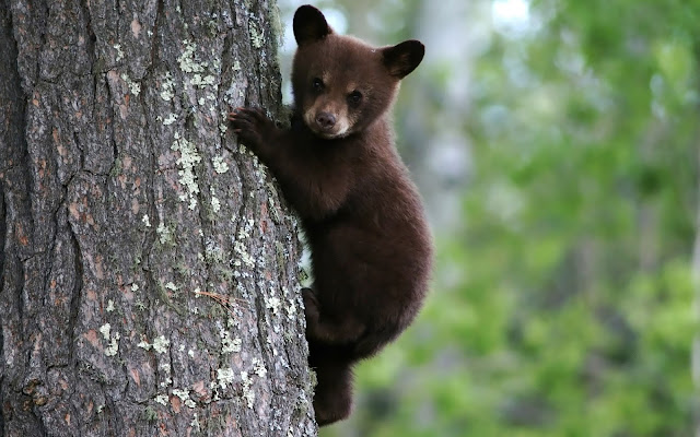 A bear in a tree