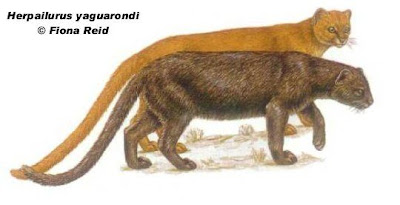 Yaguarundí Puma yagouaroundi