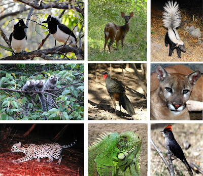 Resultado de imagem para bioma caatinga