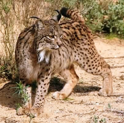 Lynx pardinus (Lince ibérico)