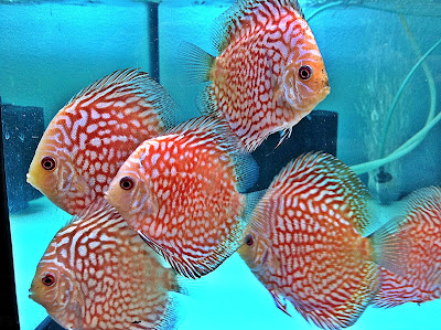 ikan tercantik ikan hias Ikan Hias Termahal dan Terunik di Indonesia ikan discus1