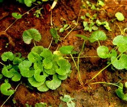 Ramuan Herbal Dari Antanan Atau Pegagan (Centella Asiatica)