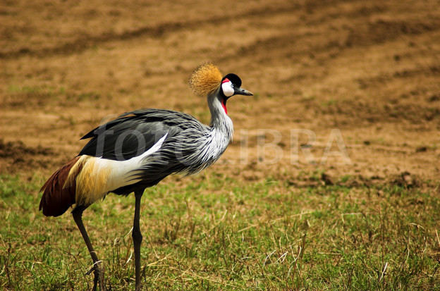 Beautiful,cute red,black and white crane stand on beautiful grass grond , wallpaper,picture,images 