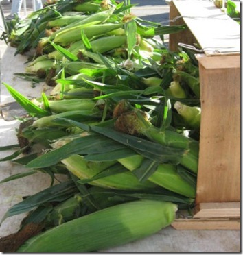 davenport corn 2