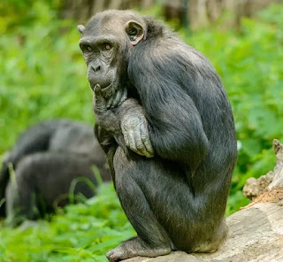 Endemic Animals of Indonesia - Sulawesi Black Monkey