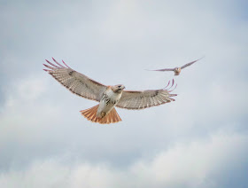Christo soaring alongside a kestrel.