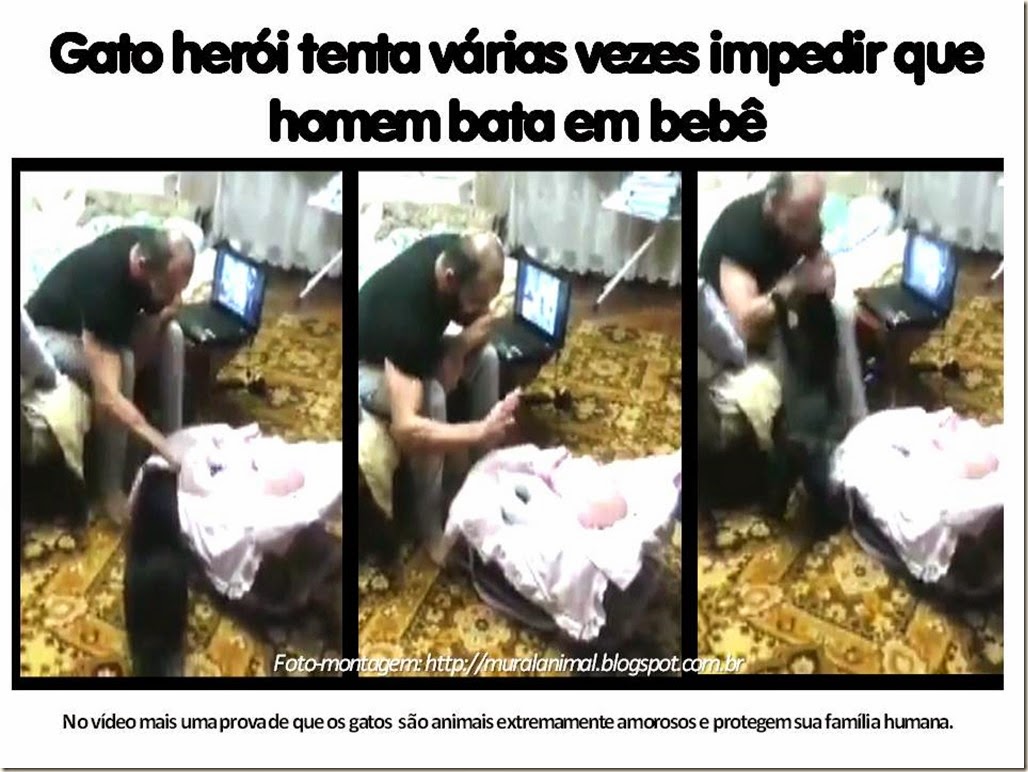 Gato herói tenta várias vezes impedir que homem