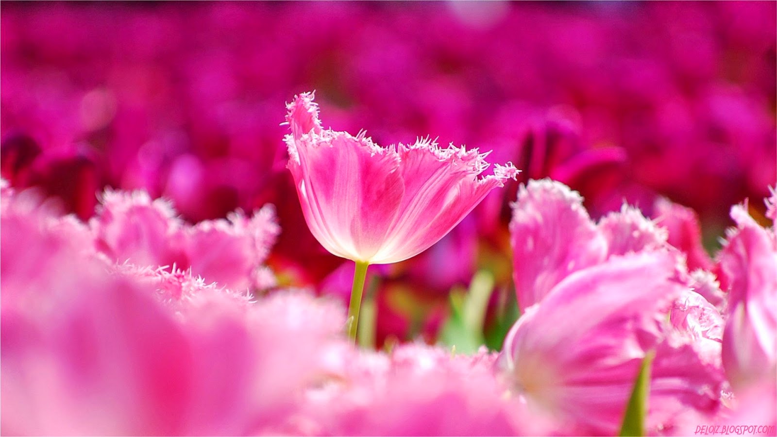 Get HD  Wallpaper  Wallpaper  Bunga  Tulip Pink