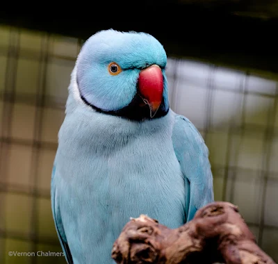 Portraits of Birds with Canon EOS 7D Mark II Cape Town