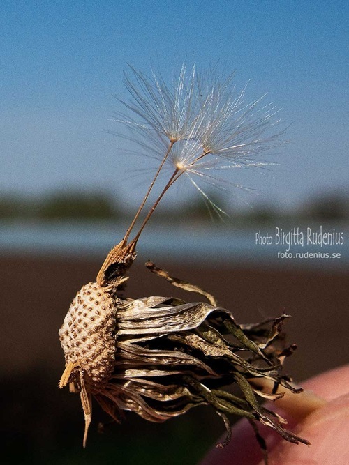macro_20110423_maskros