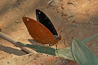 Lexias pardalis