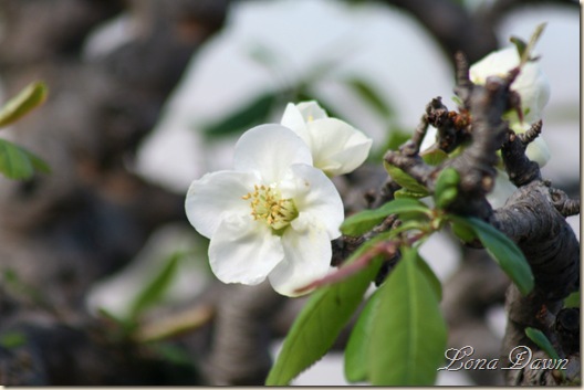 FPC_Bonsi_Quince2