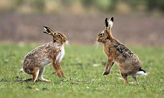 hare