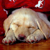 Puppy Pictures,Puppy Dreams