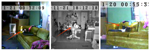 captured images from pet monitoring camera