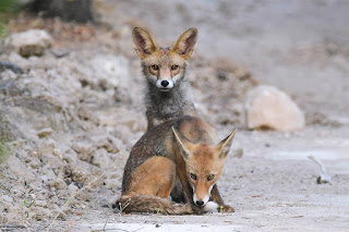 zorro-rojo-vulpes-vulpes-juveniles-