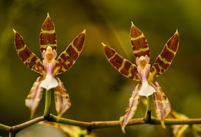 Oncidium laeve care and culture