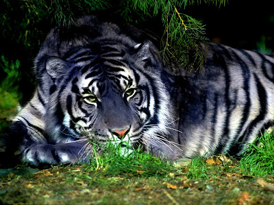 Maltase Tiger