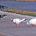 A White Pigeon for Saturday Critters