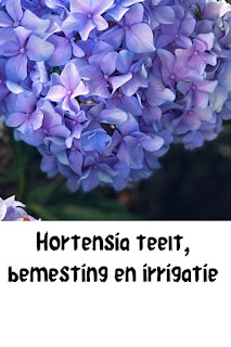 hortensiaer