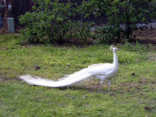 White-Peacock-Photos-Pictures-Images-Pics