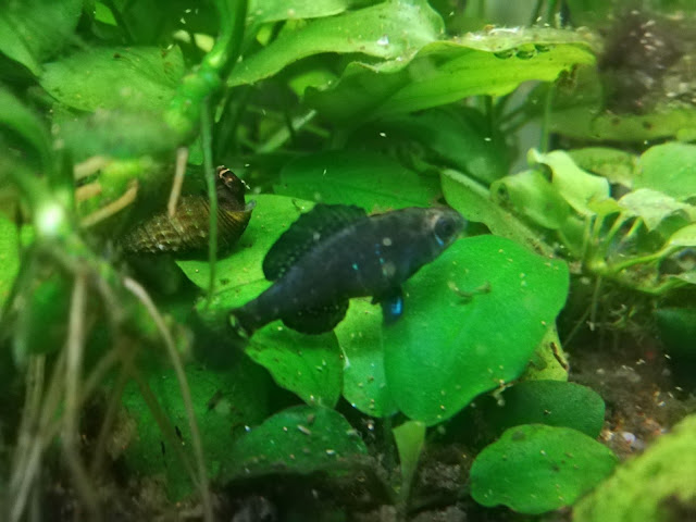 Gulf Coast pygmy sunfish (Elassoma gilberti)