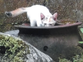 Foto-Foto Anak Kucing Lucu di Luar Jendela Kamar Kost Gue 02