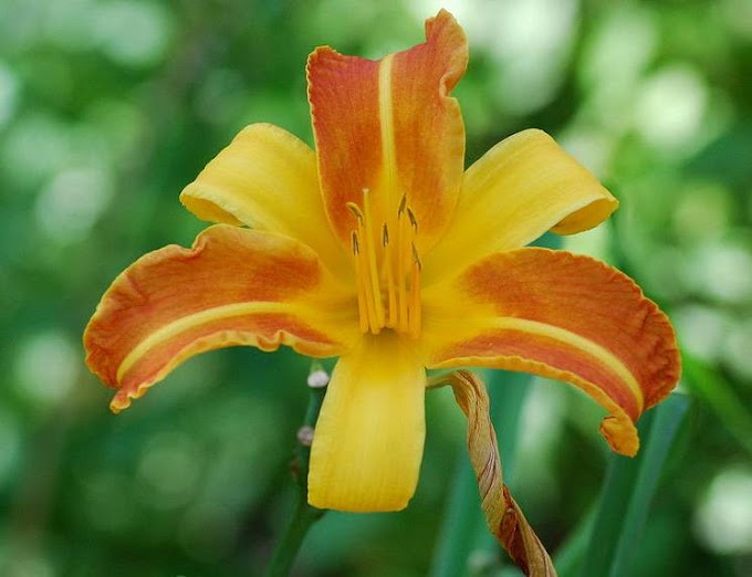what is the national flower of bosnia