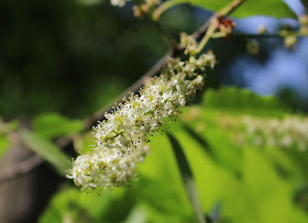 Makroaufnahme Blüte