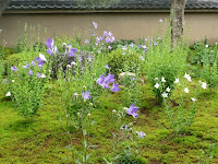 青紫や白色に凛と咲くキキョウの花が美しい