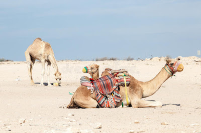 Vuelos baratos viajar Qatar