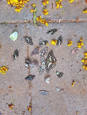 Why butterflies are dying in Chennai?!
