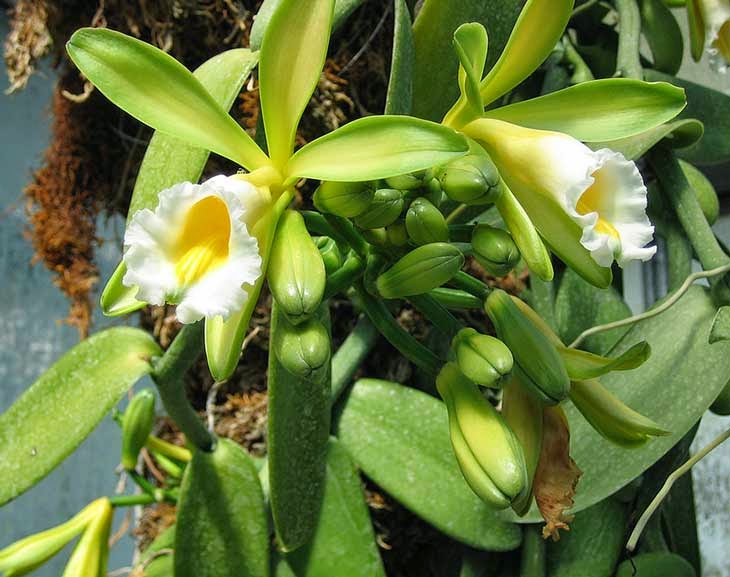 Do You Know What Your Favorite Foods Look Like While Growing - Fragrant vanilla, the second most expensive spice after saffron, hangs off of vines as well.