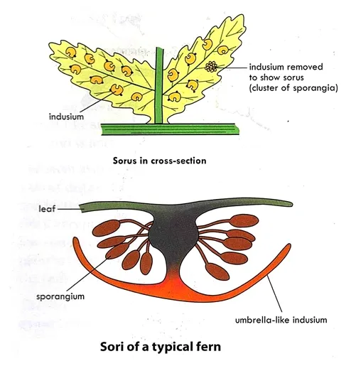 Asexual reproductive structure of fern plant