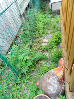 Toronto Summer Weeding and Garden Cleanup Before East York by Paul Jung Gardening Services--a Toronto Gardening Company