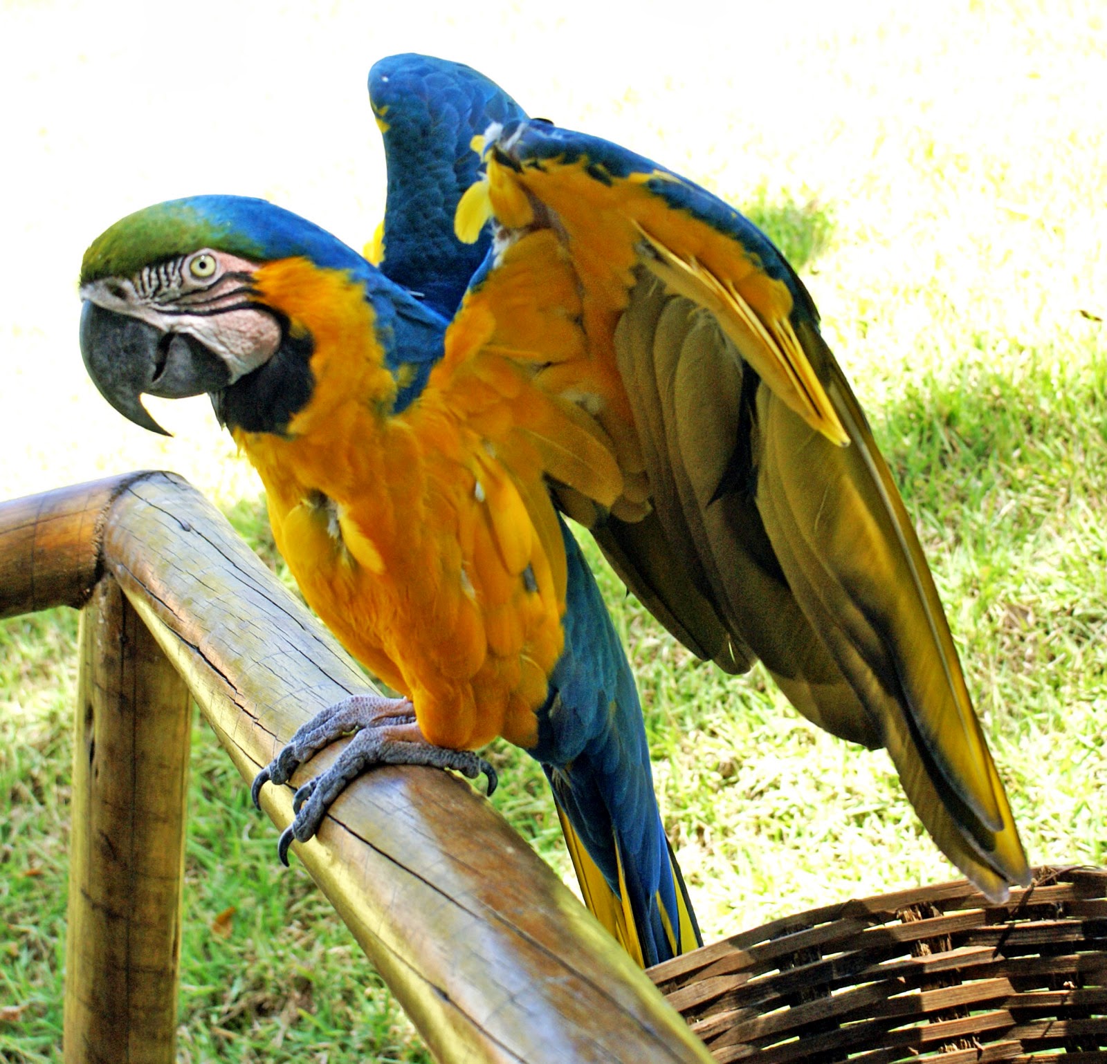  Gambar  Burung  Beo  Dunia Binatang 