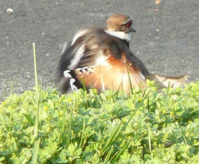 killdeer in 'broken wing' act