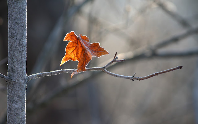 Alone Orange Leaf In Winter Wallpapers And background,1600 x 1000 resolution wallpapers,hq wallpapers,